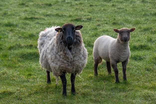 Dos grandes ovejas de lana pastando en un corral cerrado en el campo de un agricultor. Dos ovejas están al lado de la cámara y una oveja está mirando a la cámara.