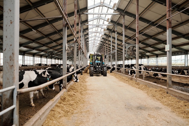 Dos grandes potreros con vacas de leche de pura raza que comen alimento para el ganado dentro de una granja de animales contemporánea y un tractor avanzando a lo largo del pasillo