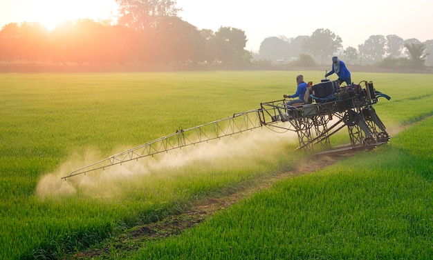 Dos granjeros asiáticos en un tractor pulverizador rociando químicos y fertilizantes en un campo de arroz verde