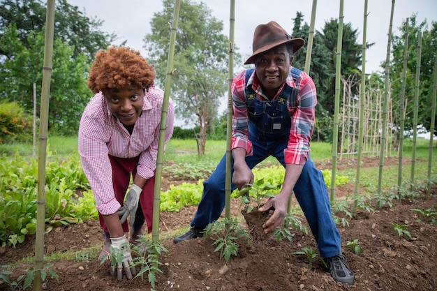 Dos granjeros trabajan la tierra y plantan algunas plantas actividad agrícola en los campos