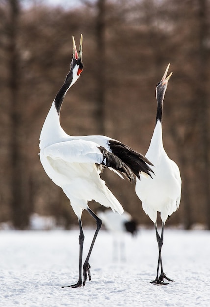 Dos grullas japonesas están de pie sobre la nieve.