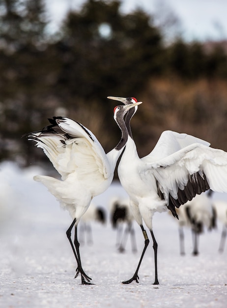 Dos grullas japonesas están de pie sobre la nieve.