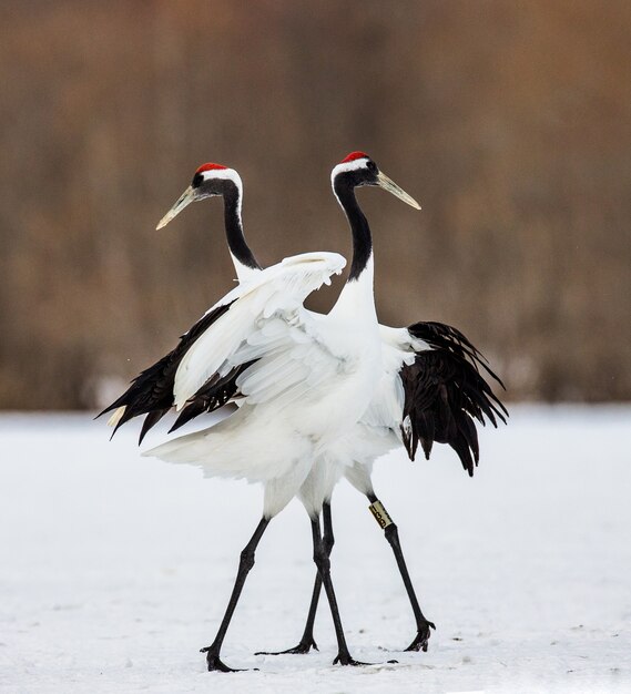 Dos grullas japonesas están de pie sobre la nieve.