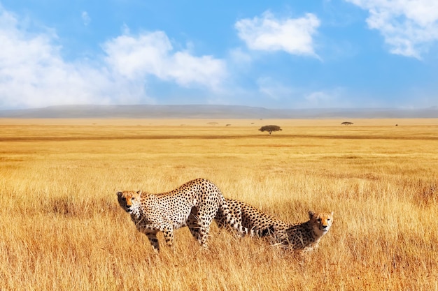 Dos guepardos en la sabana africana