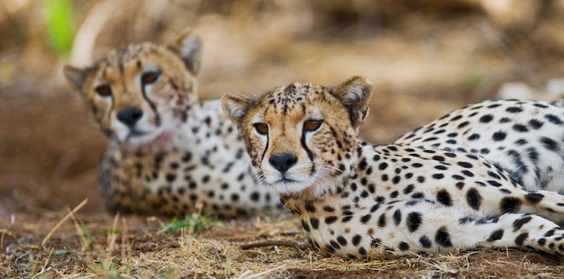 Dos guepardos yacen en la sabana. Kenia. Tanzania. África. Parque Nacional. Serengeti. Maasai Mara.