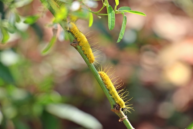 Dos gusanos amarillos en un palo con hojas