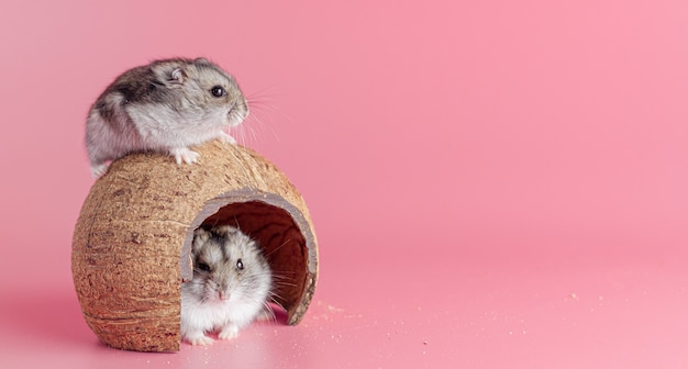 Foto dos hámsters en una casa de coco sobre un fondo rosa con espacio de copia