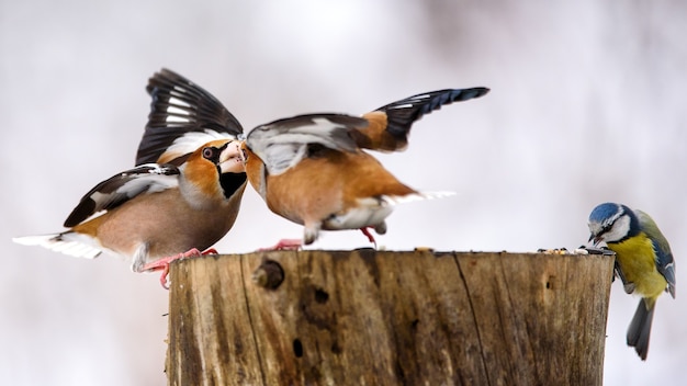 Foto dos hawfinch pelean en el alimentador.