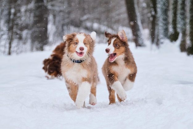 Dos hermanos del cachorro de pastor australiano Merle rojo y tricolor se divierten en el parque de invierno