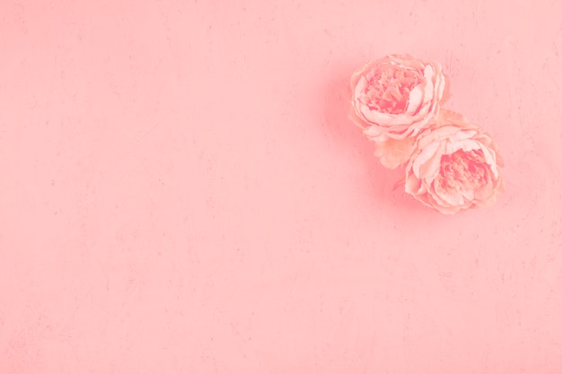 Dos hermosas flores de peonías en rosa con textura telón de fondo