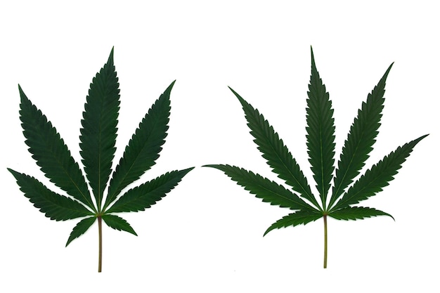 Dos hermosas hojas de cannabis diferentes en una hoja de marihuana en conjunto aisladas sobre un fondo blanco 2024 Patrón de hojas jóvenes de cannabis y textura de hojas viejas