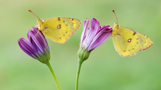Dos hermosas mariposas amarillas están sentadas en una flor lila.
