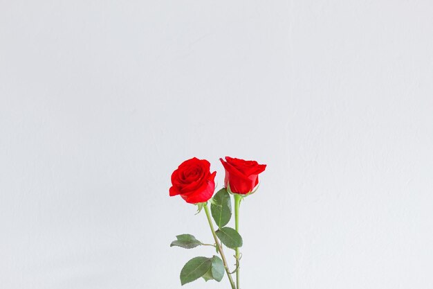 Dos hermosas rosas rojas frescas aisladas en un fondo blanco con espacio de copia