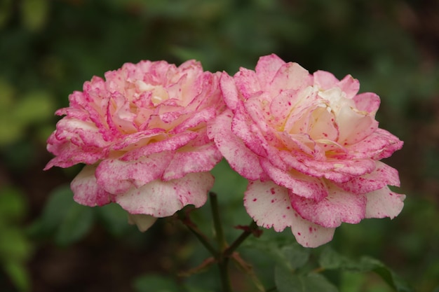 Dos hermosas rosas rosadas en el fondo verde