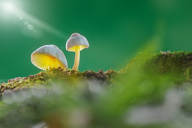 dos hermosas setas en el bosque tropical