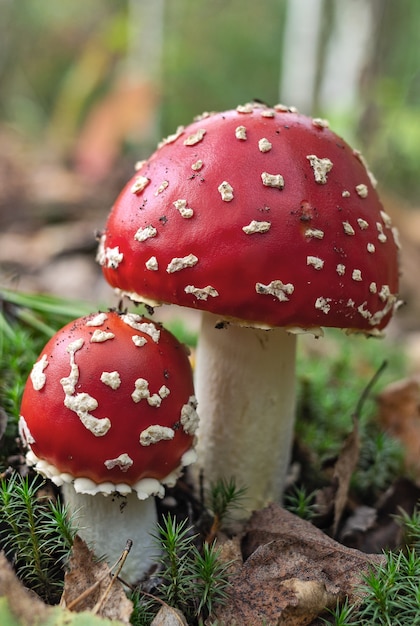 Dos hermoso hongo agárico de mosca Amanita muscaria en el bosque de otoño