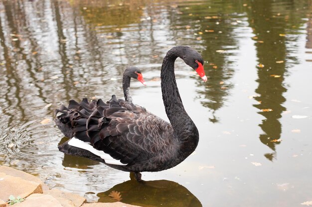 Dos hermosos cisnes negros junto al lago. Pájaros salvajes