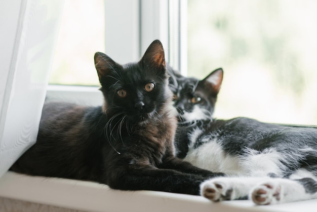 Dos hermosos gatitos jóvenes en blanco y negro se encuentran en la ventana Mascota favorita de casa