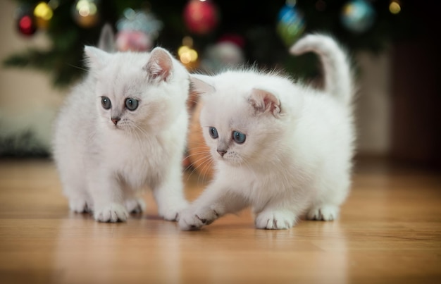 Dos hermosos gatitos plateados británicos