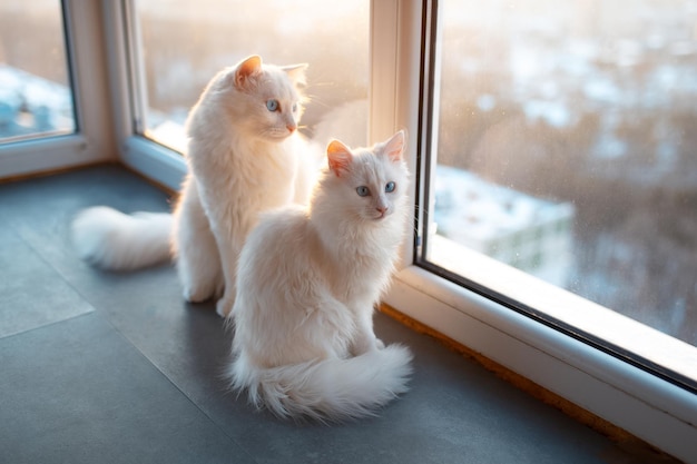 Dos hermosos gatos blancos con ojos azules cerca de la ventana