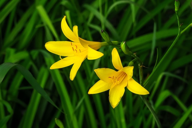 dos hermosos lirios de jardín amarillos crecen en el jardín