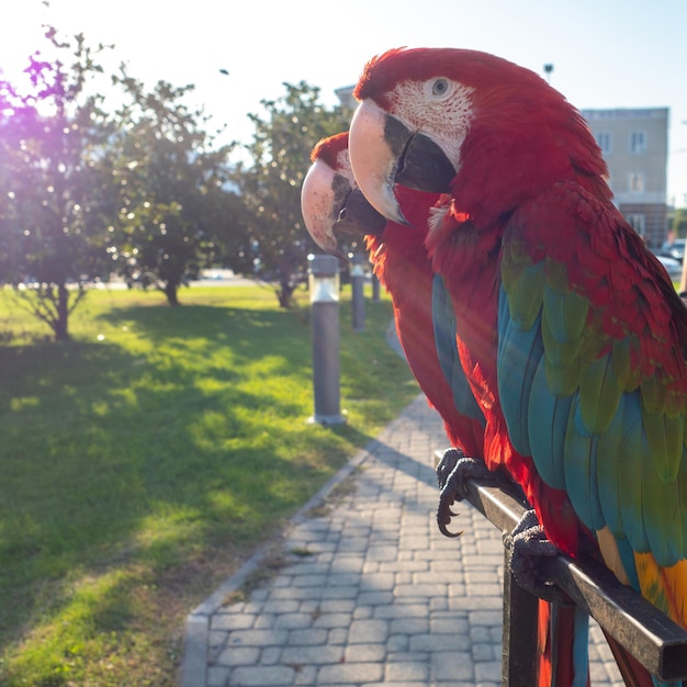 Dos hermosos loros guacamayos brillantes loros en la calle con plumas rojas brillantes