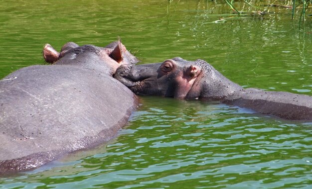 dos hipopótamos en Uganda