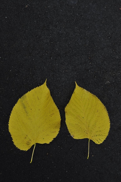 Dos hojas de álamo amarillo sobre asfalto negro. Fondo, textura de hojas de otoño.