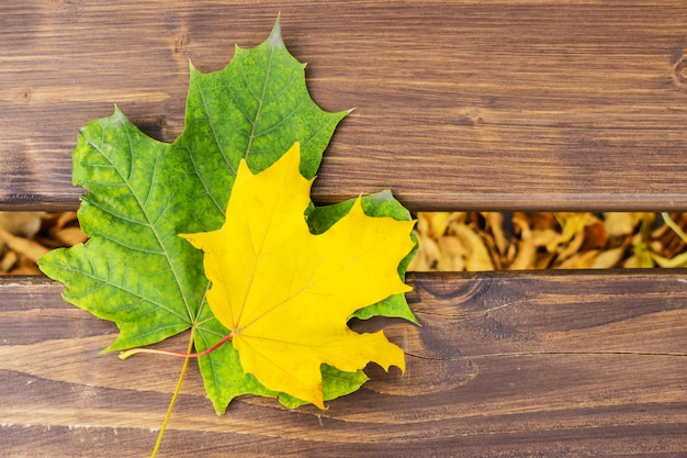 Dos hojas de arce amarillas y verdes en un banco de madera. Hojas de otoño