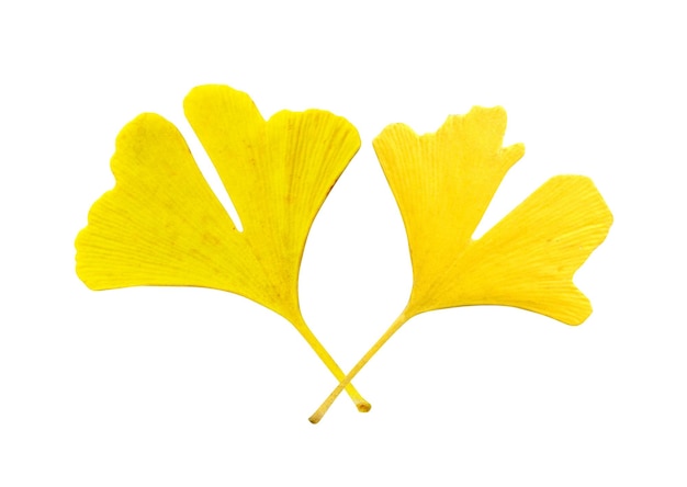 Foto dos hojas de gingko amarillas sobre un fondo blanco para el diseño y la creatividad