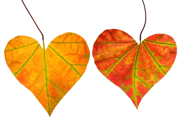 Dos hojas rojas en forma de corazón aislado sobre fondo blanco. Hoja de arce otoñal