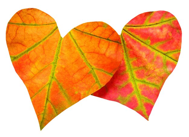 Dos hojas rojas en forma de corazón aislado sobre fondo blanco. Hoja de otoño de arce. Endecha plana, vista superior