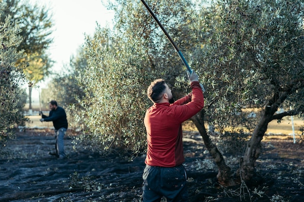 Dos hombres trabajando en la recolección de aceitunas.