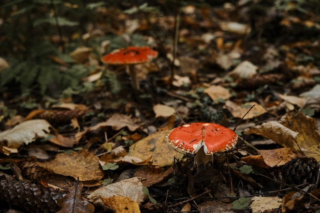 Dos hongos no comestibles venenosos y peligrosos del agárico de mosca roja crecen en el bosque de otoño