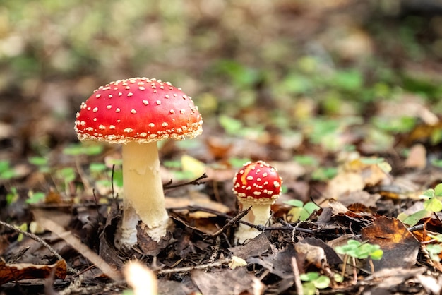 Dos hongos venenosos del agárico de mosca que crecen en el bosque otoñal