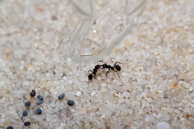 Dos hormigas negras messor structor sobre arena blanca