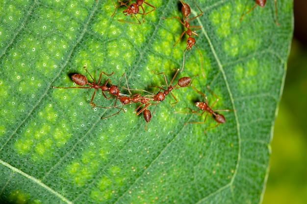 Dos hormigas rojas atacan a la hormiga roja por comida