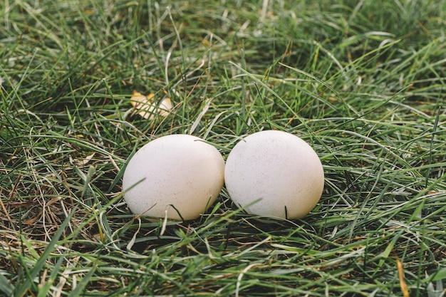 Dos huevos de gallina blanca yacen sobre la hierba verde. Huevo de gallina - Cría de productos naturales dietéticos rentables y apetitosos