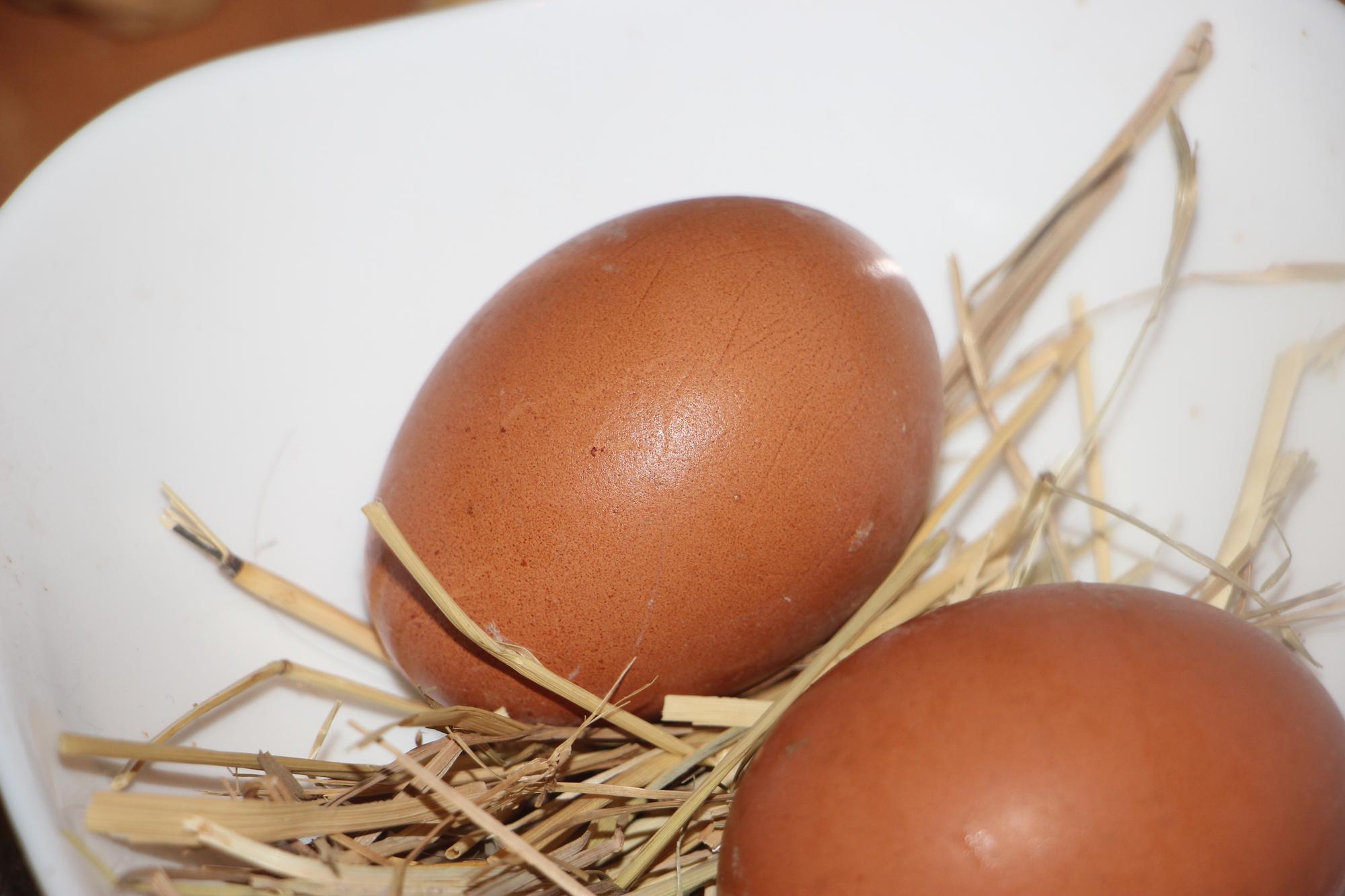 Dos huevos marrones de gallina de pollo natural en un concepto de comida saludable natural de heno