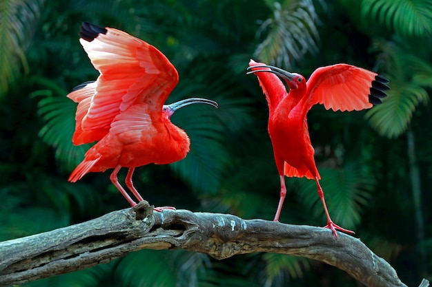 Dos ibis escarlata compitiendo por espacio en el tronco del árbol