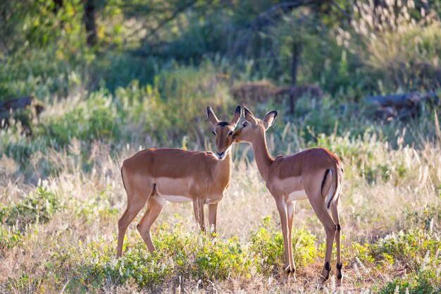 Dos impalas están juntos en el paisaje de hierba