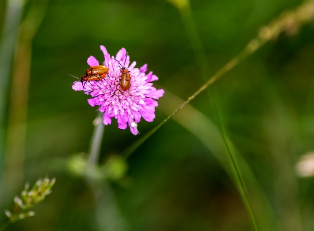 Dos insectos que se reproducen en una flor rosa.