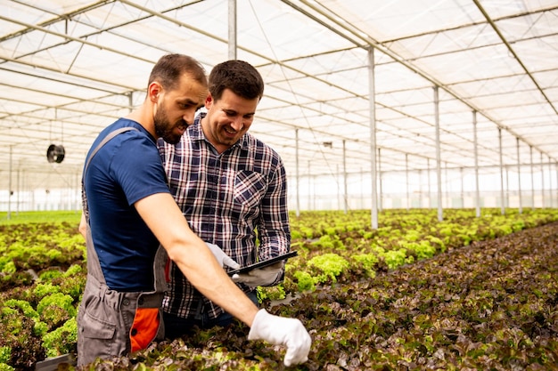 Dos investigadores controlan el estado de las plantas de ensalada con una tableta en la mano. Invernadero moderno