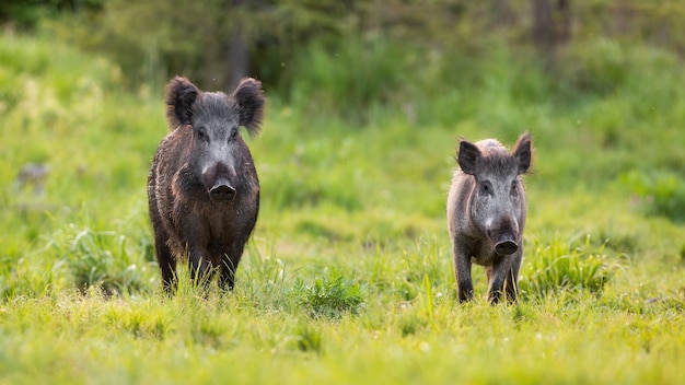 Dos jabalíes, sus scrofa, acercándose al claro en la naturaleza primaveral.