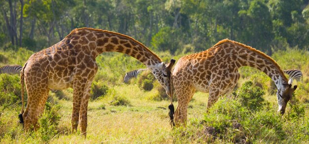 Dos jirafas en sabana.