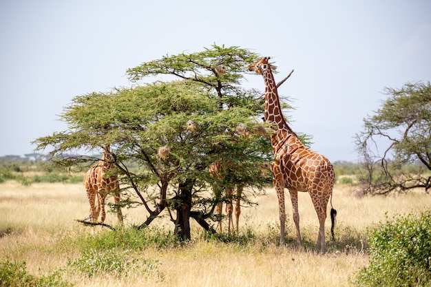 Dos jirafas de Somalia comen hojas de acacias