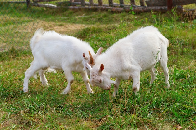 Dos jóvenes cabras blancas están peleando en el verde césped