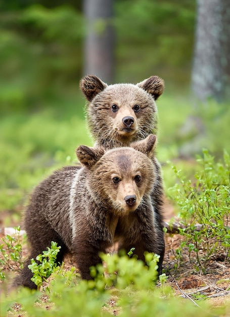 Dos jóvenes cachorros de oso pardo en el bosque Retrato de animal oso pardo en la naturaleza