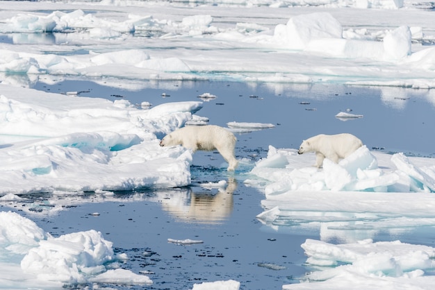 Dos jóvenes cachorros salvajes de oso polar saltando a través de témpanos de hielo sobre hielo en el mar Ártico, al norte de Svalbard