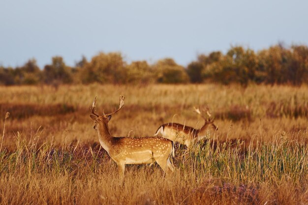 Dos jóvenes ciervos caminan juntos al aire libre en el campo durante el día